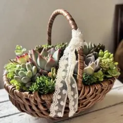 多肉植物 そのまま飾れる寄せ植え 藤カゴリース - メルカリ