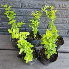 さらら様 リクエスト 2点 まとめ商品