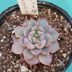 ykr.ykr様 リクエスト 3点 まとめ商品