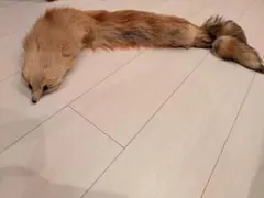 フェレット（Ferret）頭骨 - メルカリ