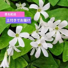オキザリス トリアングラリス 緑の舞 《ホワイト》根付き球根 8球 以上のサムネイル