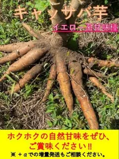 mk出品＝１００本、芽出し苗◆キャッサバ　ゴールデン種 mk出品＝100本、芽出し苗◇キャッサバ ゴールデン種 Yahoo