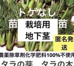 地下茎　トゲなし　タラの木　タラノキ　タラの芽　山菜　無肥料自然栽培　匿名発送のサムネイル