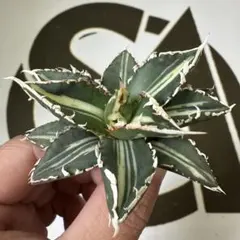 2025年最新】アガベ 狼人 錦の人気アイテム - メルカリ