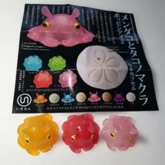 めんだこ／メンダコ 夜空カラー アメジスト ぶどう飴カラー オーダー