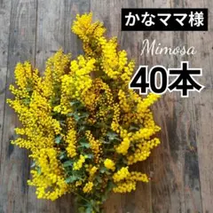 かなママ様専用ページ