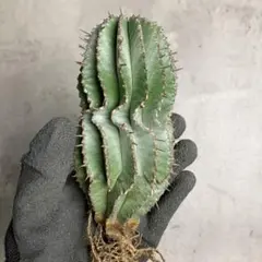 2026年最新】ユーフ ホリダの人気アイテム - メルカリ