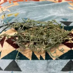 ドルフィンネックレス 挿し木 観葉植物 多肉植物
