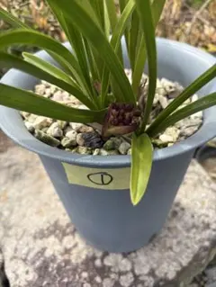 R8年キンリョウヘン花芽なし2鉢セット 株分け - メルカリ