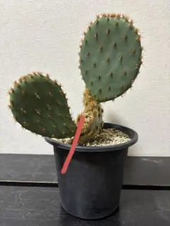 opuntia cymochila DJF 889.15 サボテン オプンチア - メルカリ