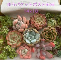 ＊訳あり＊多肉植物　ハートチョイス②　◇カット苗◇ c9c37577a222148e34a552dde13abf