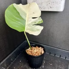 ホワイトモンスター 斑入り モンステラ ❗ラスト値下げ Yahoo!オークション -「モンステラ ホワイトモンスター」(観葉