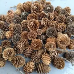 松ぼっくり(北海道の唐松)約60個 リース、スワッグに