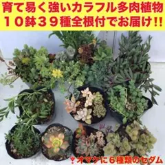 (H)色鮮やかで育てやすく強い多肉植物の寄せ植え×10鉢 で39種類　根っこ付き