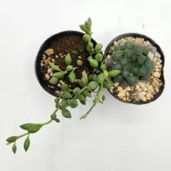 2025年最新】エンジェルティアーズ 錦の人気アイテム - メルカリ