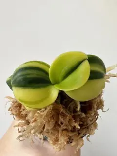 2025年最新】名護蘭の人気アイテム - メルカリ