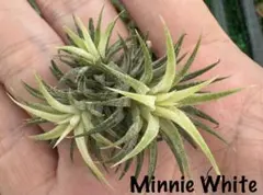 チランジア バンハイニンギー トリコームレス Tillandsia - メルカリ