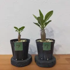 2025年最新】ウィンゾリー 実生の人気アイテム - メルカリ