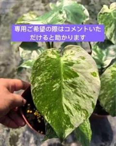 みほ⭐️未使用品はお値引き不可⭐️ モンステラデリシオーサ の検討 みほ⭐️未使用品はお値引き不可⭐️ モンステラデリシオーサ の検討