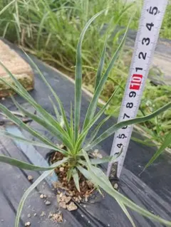 ユッカ ロストラータ 抜き苗 根付き 現品 多肉植物 ドライガーデン