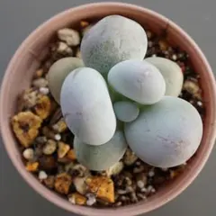 多肉植物 エケベリア タンユエン 抜き苗（または 苗のみ / 鉢ごと）のサムネイル