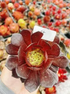 多肉植物 アエオニウム 孔雀翎錦 美苗1株 土付き発送 - メルカリ
