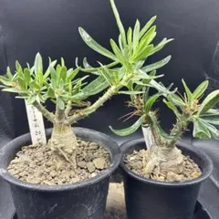 グラキリ　良型　現地球　サキュレンタム種子10粒プレゼント グラキリ 良型 現地球 サキュレンタム種子10粒プレゼント - メルカリ