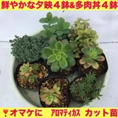 59#多肉植物アエオニウム錦❤️ メデューサ ❤️1大頭14cm拨き苗