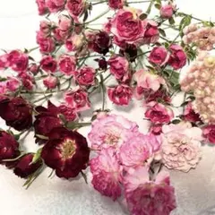 鮮やか！極小ミニバラ✩.*˚花材 約60~70輪ピンク クラフトやポプリにものサムネイル