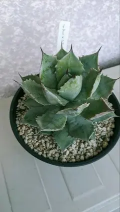 2026年最新】白銀甲蟹の人気アイテム - メルカリ