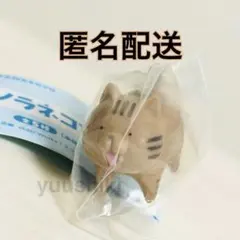 ノラネコンセント　キジトラ