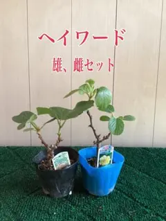 キウイフルーツ　雄、雌セット　果樹苗木　果実苗木　果樹苗　果実苗　実　C