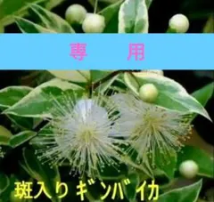 tokiwa623様専用　斑入りギンバイカ ２年生 挿木苗 ⑰⑱⑲ ポットごと