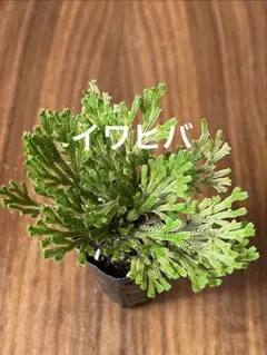 ② イワヒバ　盆栽のサムネイル