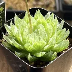 2026年最新】ハオルチア 錦の人気アイテム - メルカリ