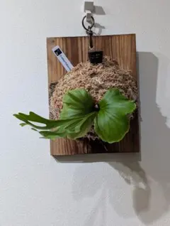 2025年最新】リドレイ パカランの人気アイテム - メルカリ