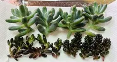 多肉植物 セダム カット苗 寄せ植えセット 詰め合わせ - メルカリ