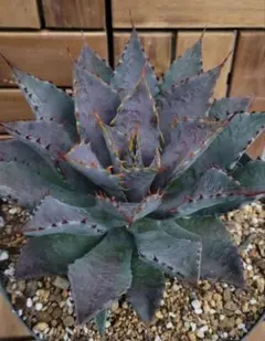 2025年最新】ポタトラム ハイブリッドの人気アイテム - メルカリ