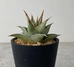 2026年最新】サンスベリア ピングイキュラの人気アイテム - メルカリ