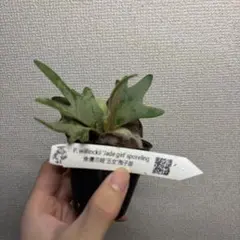 ビカクシダ ウィリンキー ジェイドガールのサムネイル