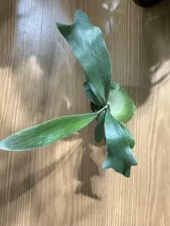 2025年最新】品種名：その他ビカクシダ ビカクシダの人気アイテム