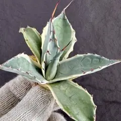 2026年最新】アガベ パラサナ インプレッショニストの人気アイテム