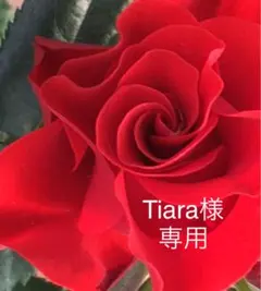 Tiara様　専用