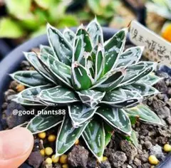 【今だけ値下げ】【古株】アガベ 笹の雪 大株　鉢のまま発送 2025年最新】笹の雪 アガベの人気アイテム - メルカリ