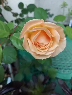 mayu03様 リクエスト 2点 まとめ商品