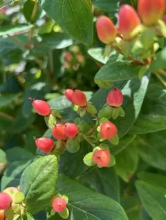 ヒペリカム 実生苗 クリーム色の実 メルカリ便発送‼️ - メルカリ