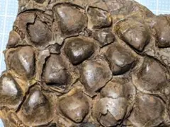 Item thumbnail for item eaad9480-ec13-45f7-8032-5792a4189283