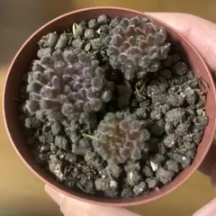 ゆずっこ様 リクエスト 3点 まとめ商品