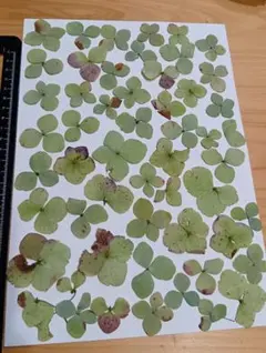 Item thumbnail for item 78b3465b-4227-4386-a857-dfc57f3b6008