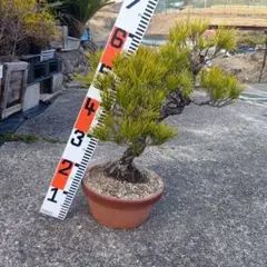 （取り引き限定）希少 蛇の目 五葉松 斑入り 花火 花吹雪 希少 蛇の目 五葉松 斑入り 花火 花吹雪 盆栽 盆栽鉢 付き発送 - メルカリ